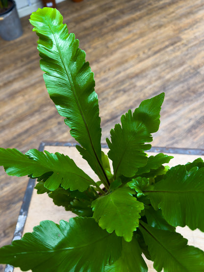 Bird Nest Fern