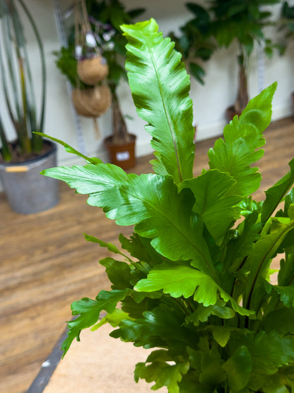 Bird Nest Fern