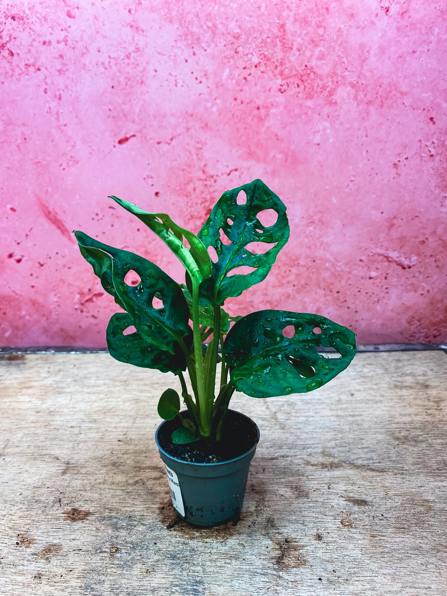 Monstera Addinsoni Mini