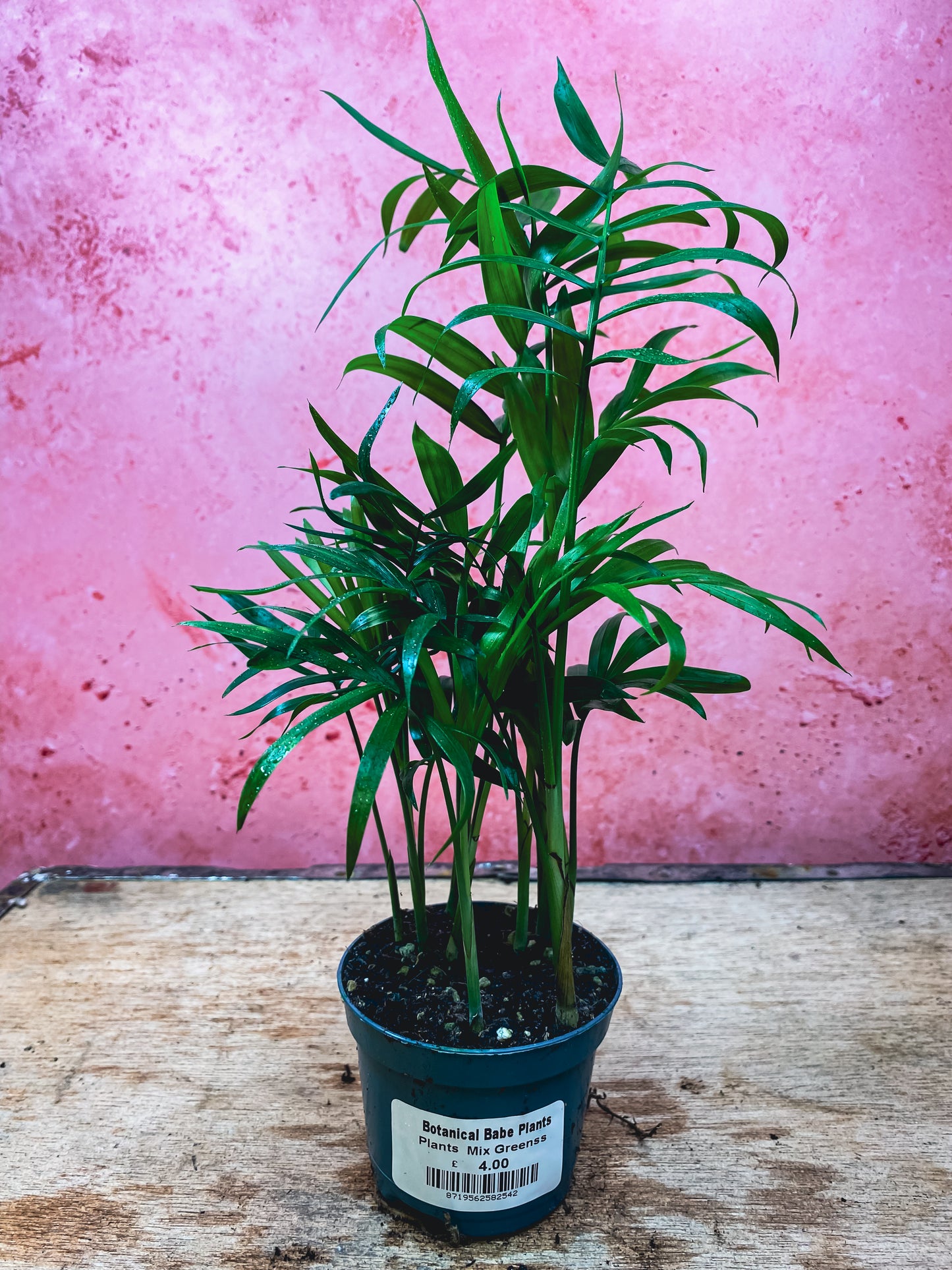 Parlour Palm