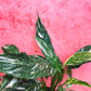 Peace Lily Diamond