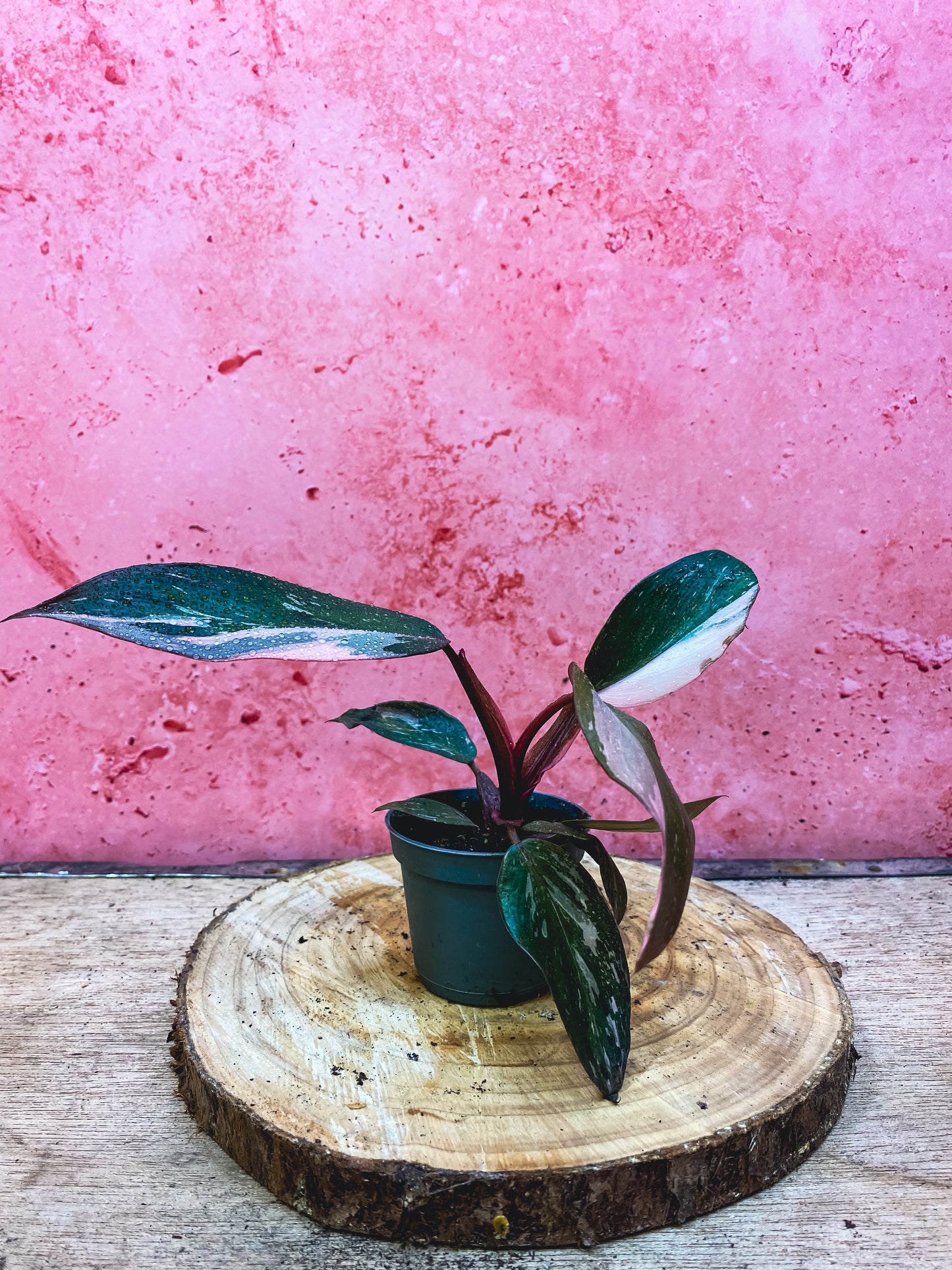 Philodendron Pink Princess