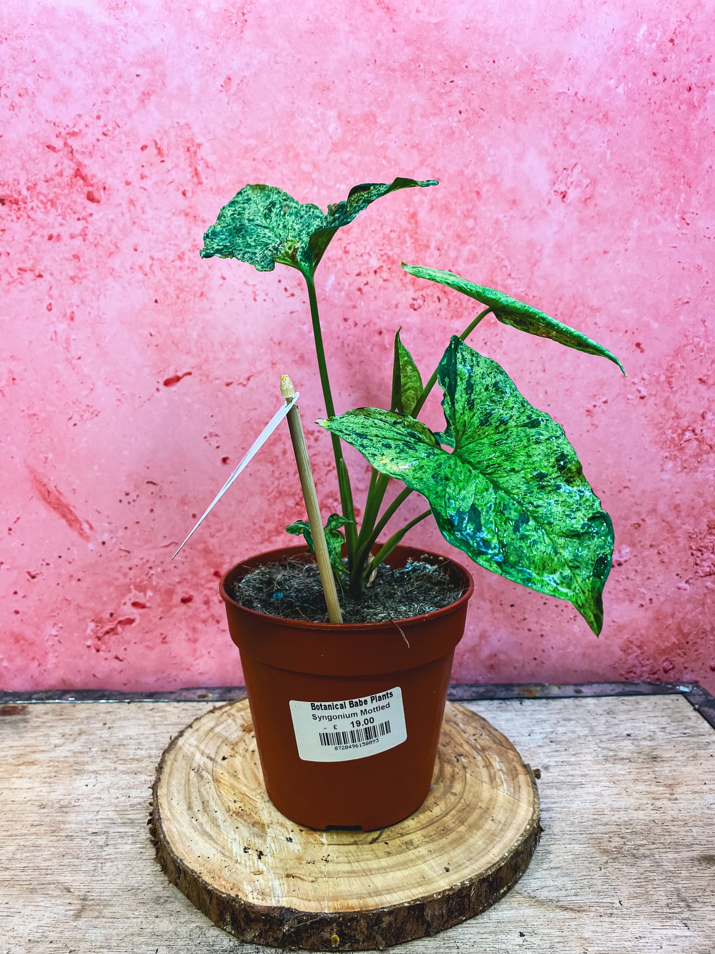 Syngonium Mojito