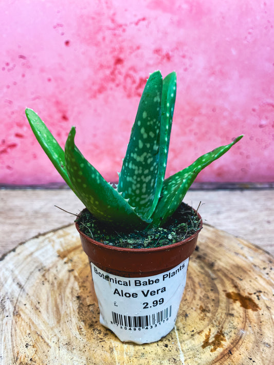 Mini Aloe Vera