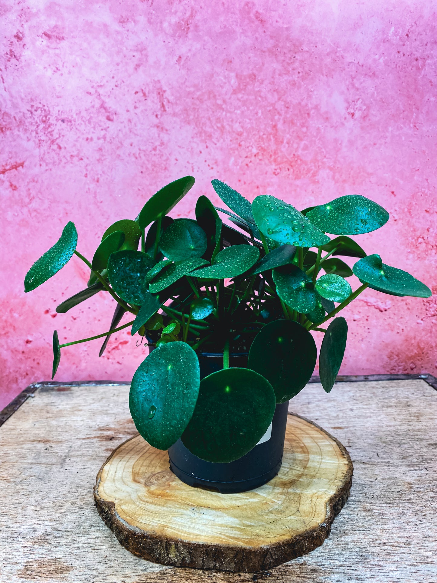 Pilea Peperomioides