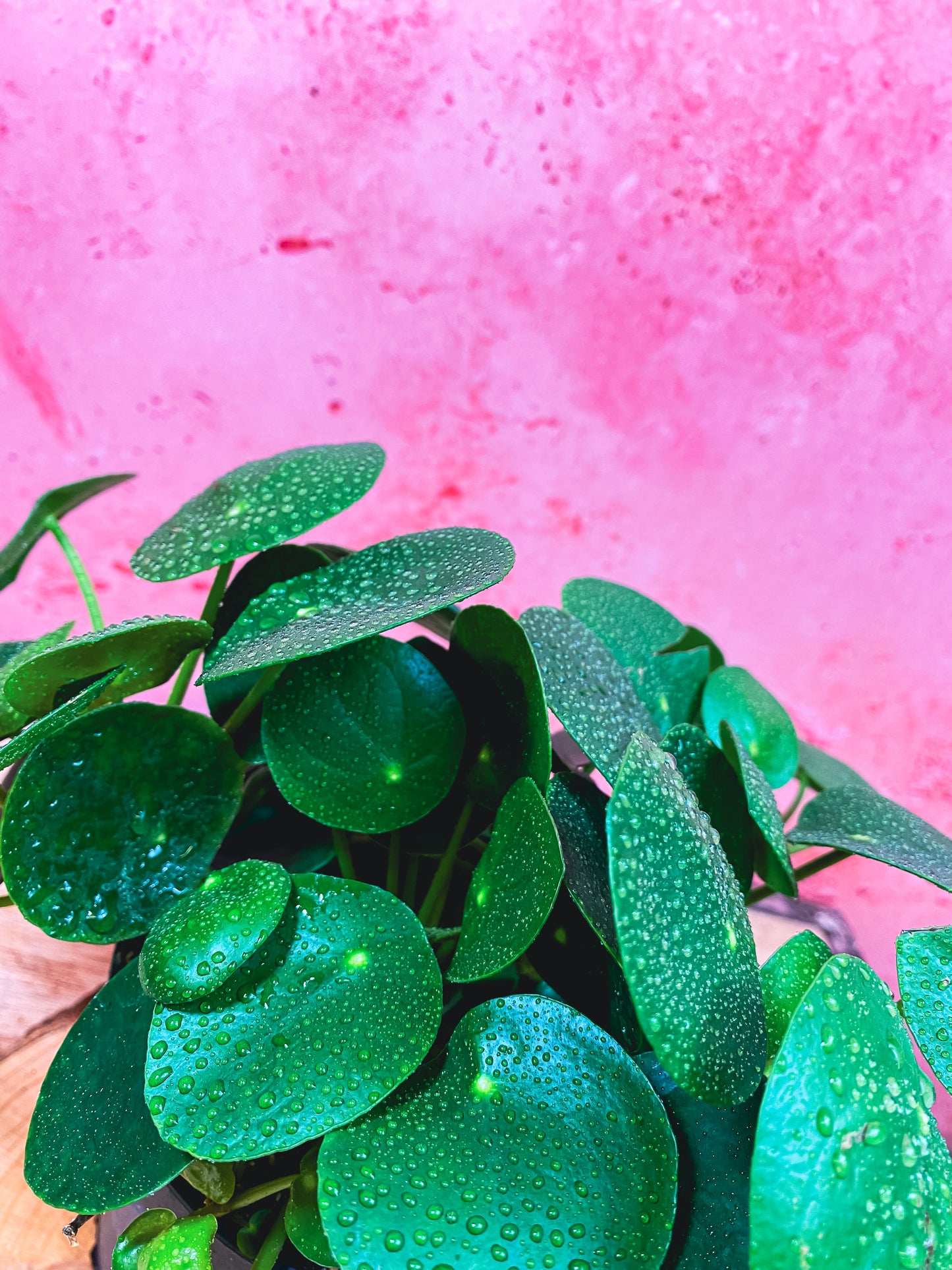 Pilea Peperomioides