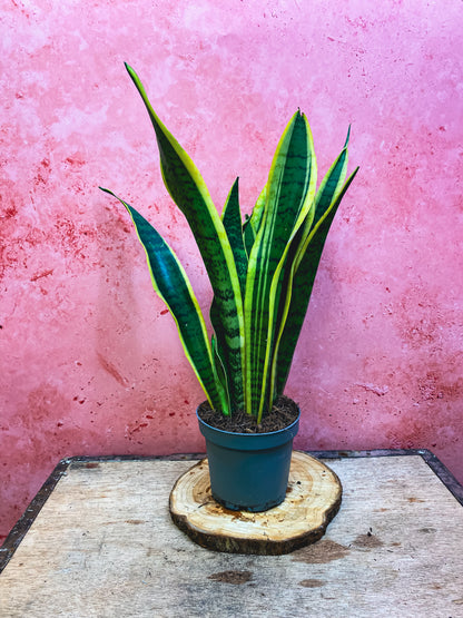 Snake Plant