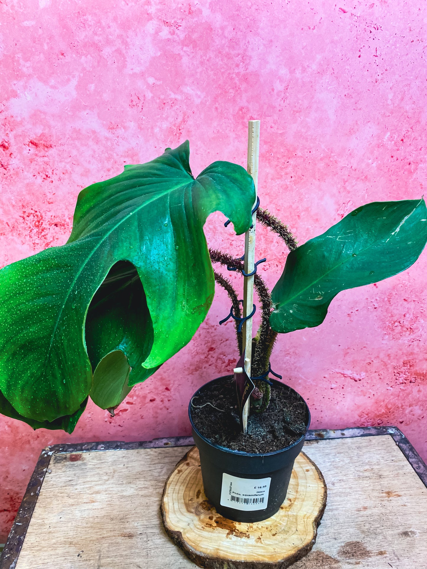 Philodendron Squaiferum