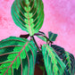 Prayer Plant (Maranta Tricolour)