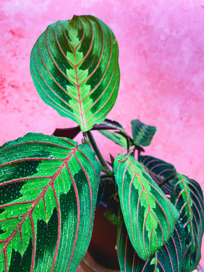 Prayer Plant (Maranta Tricolour)
