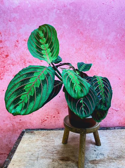 Prayer Plant (Maranta Tricolour)