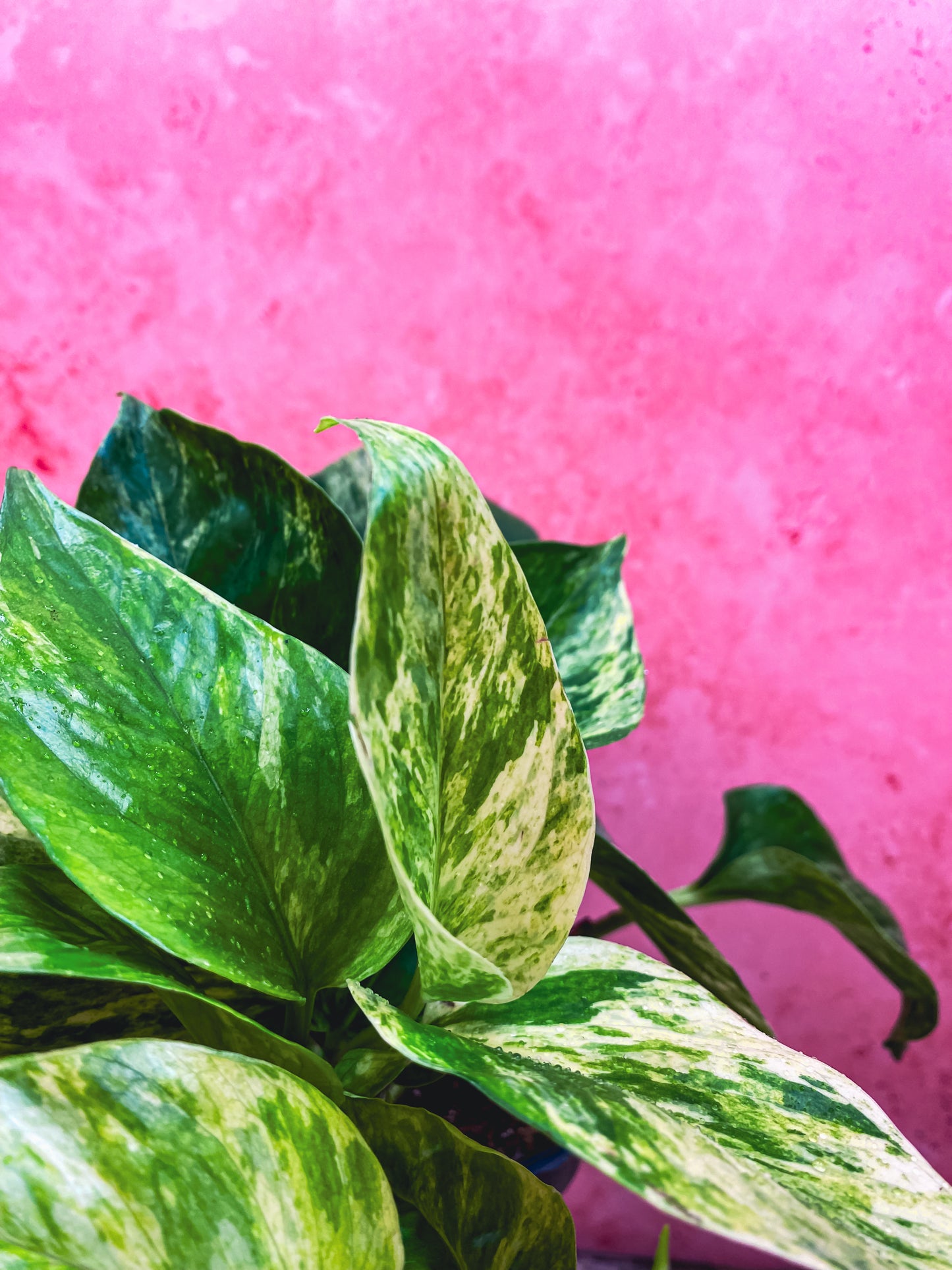 Marble Queen Pothos