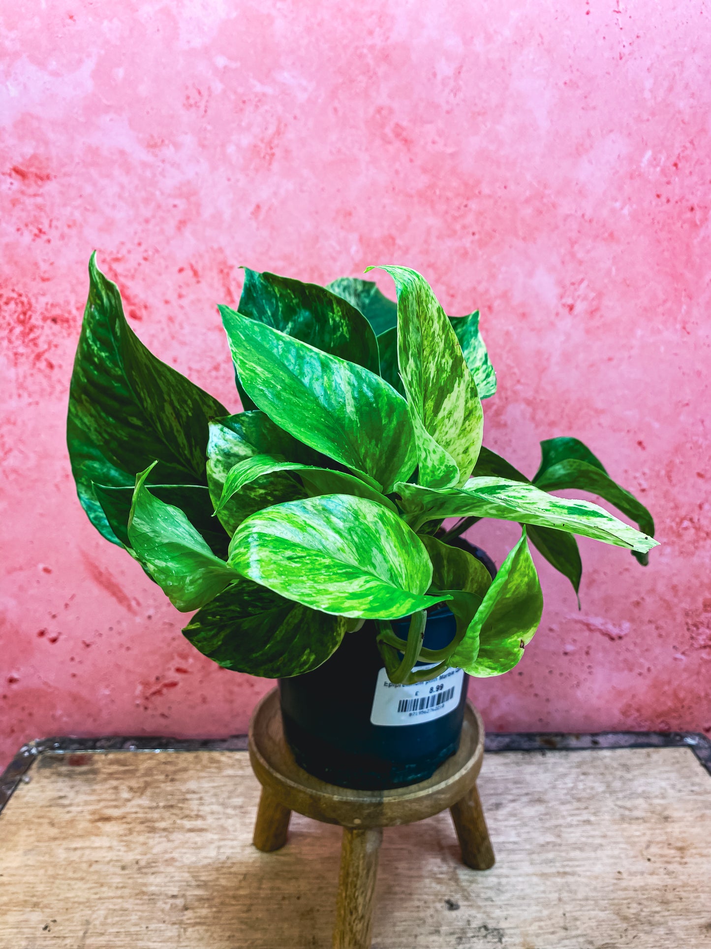 Marble Queen Pothos