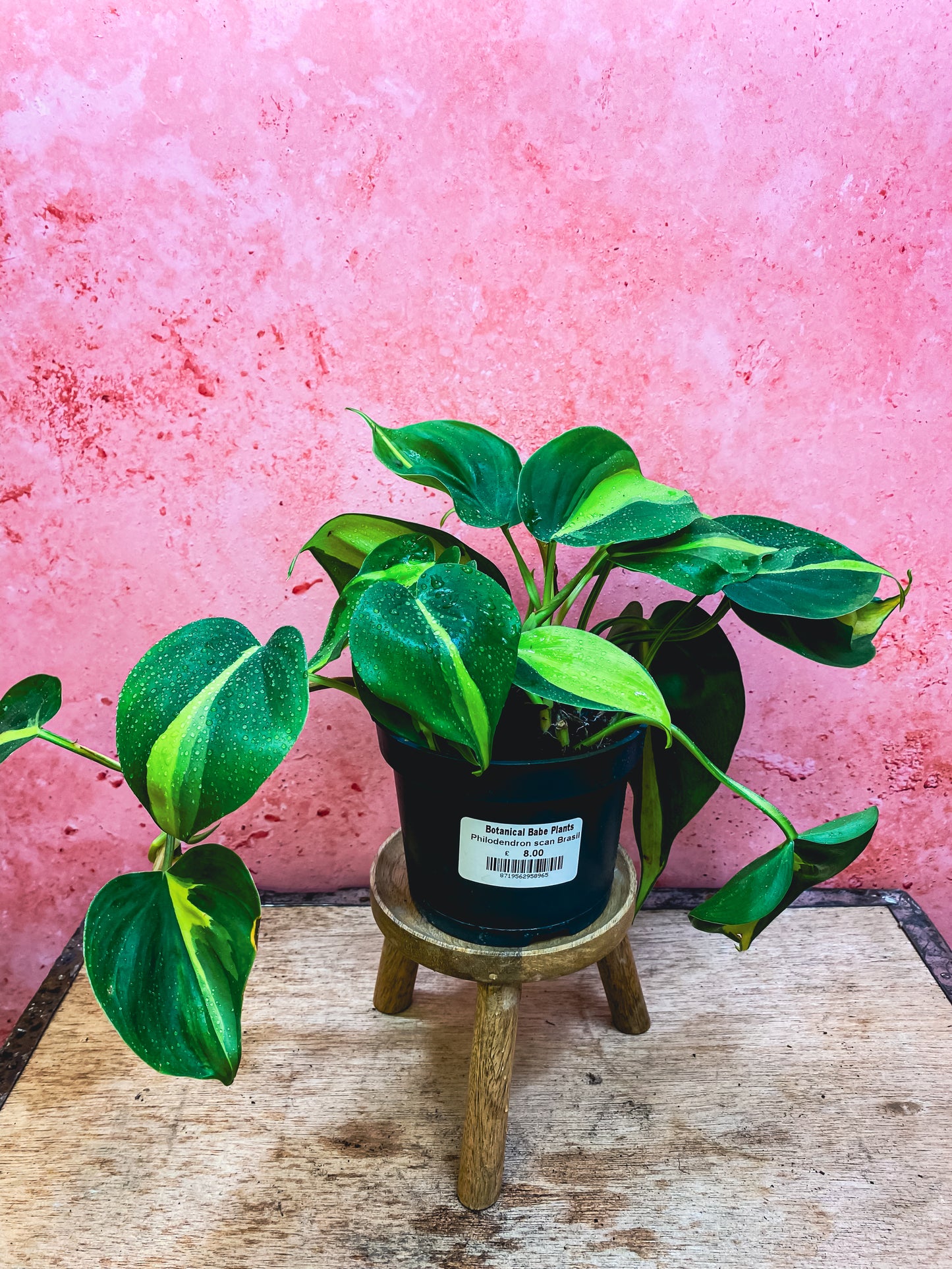 Philodendron Brazil