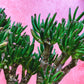 Large Crassula Jade Plants