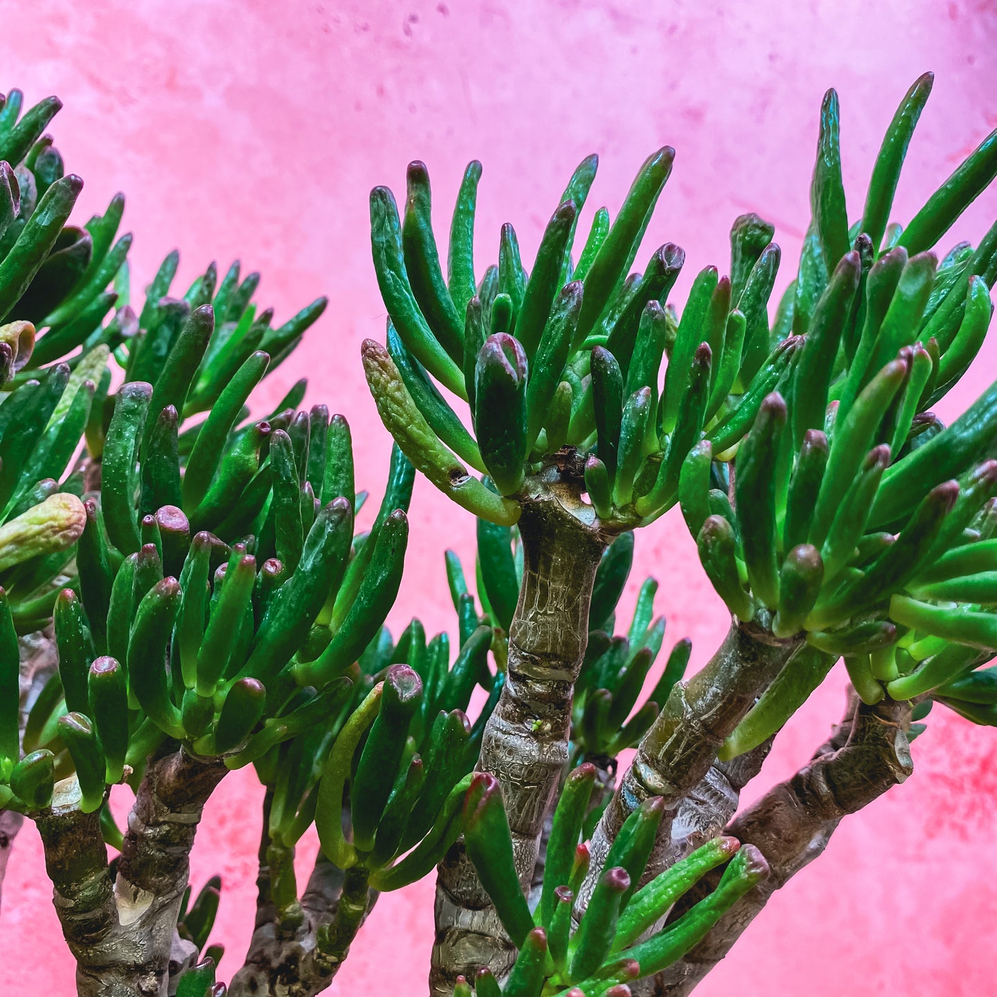 Large Crassula Jade Plants