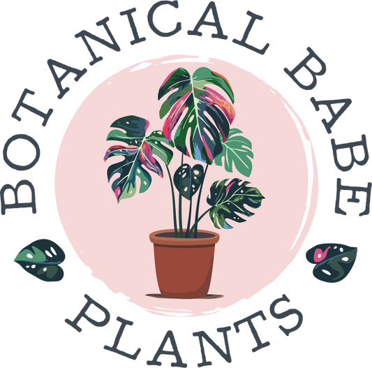 Botanical Babe Houseplant Gift Card