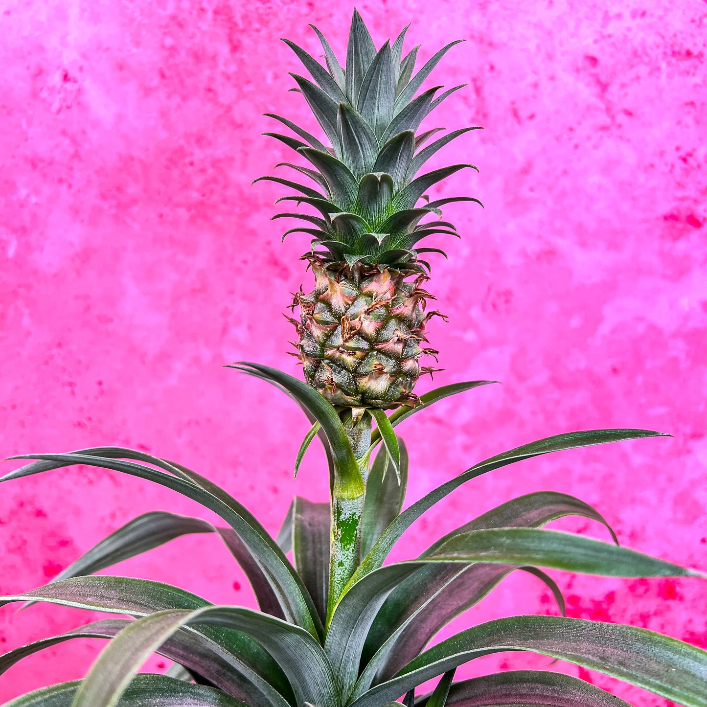 Pineapple corona green