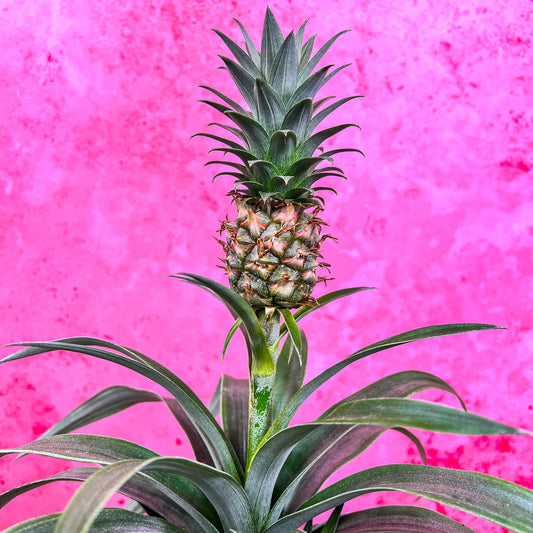 Pineapple corona green