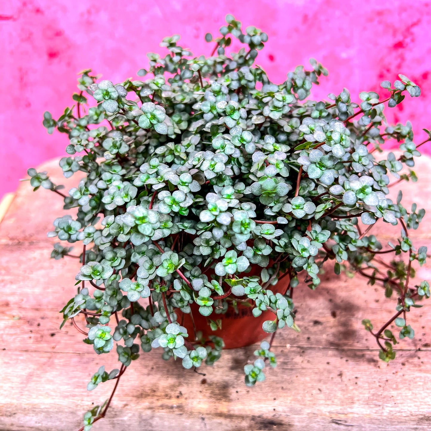 Pilea Glauca