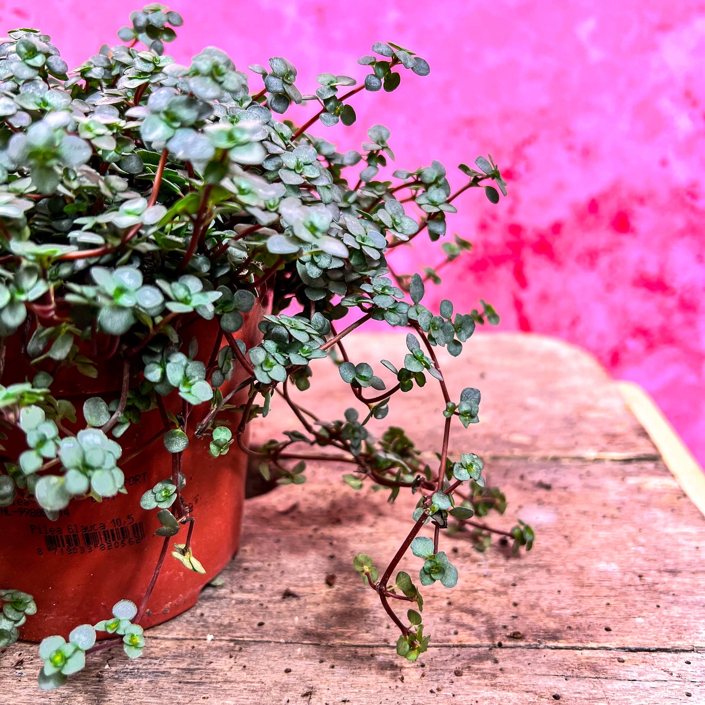 Pilea Glauca