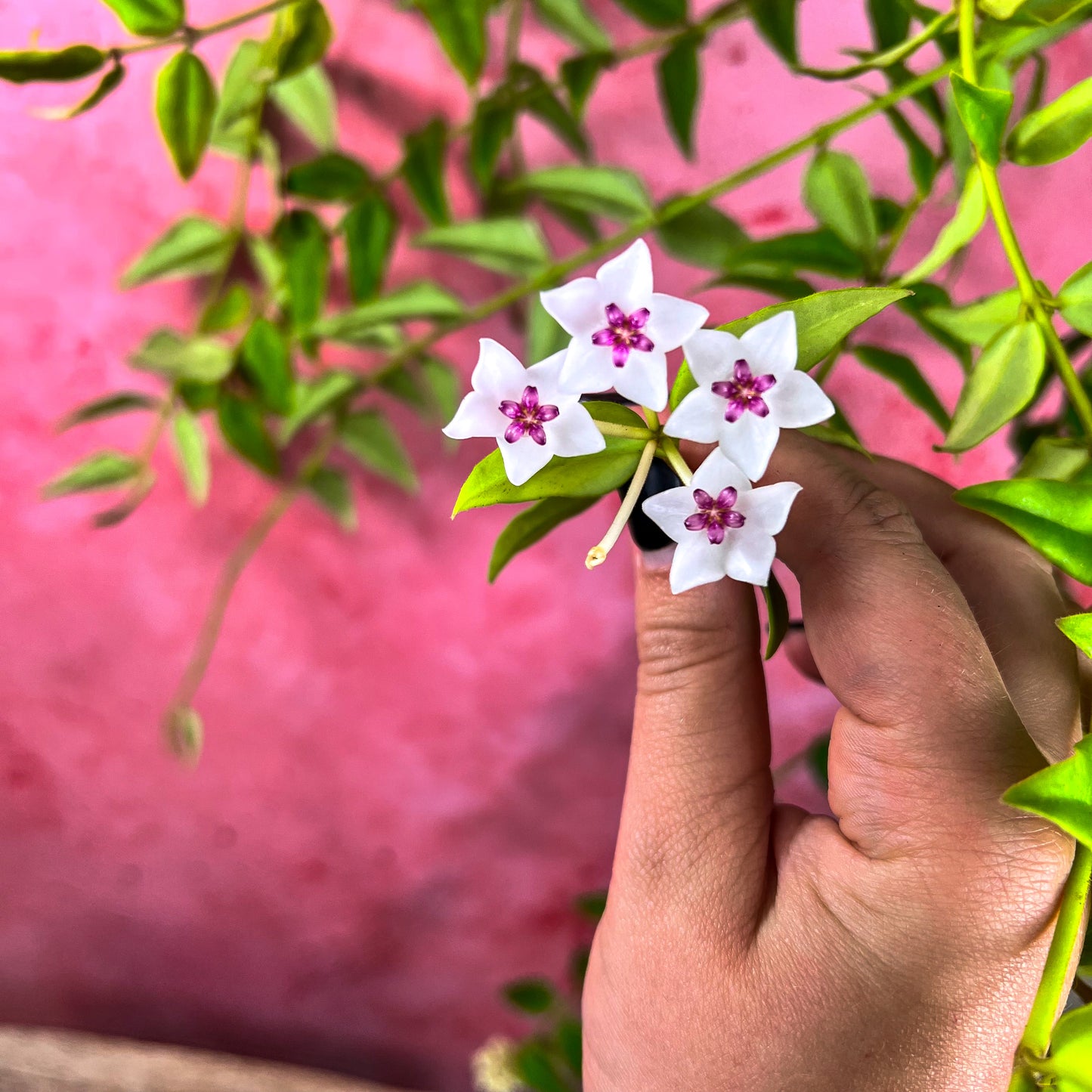 Hoya Bella