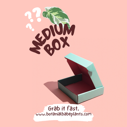 Medium Plant Mystery Box