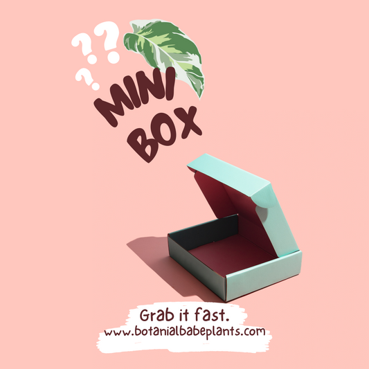 Mini Plant Mystery Box!