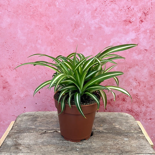 Spider Plant