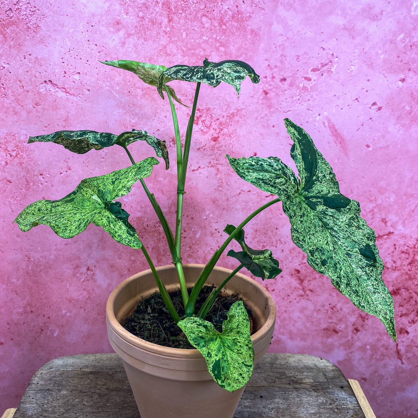 Syngonium Mojito