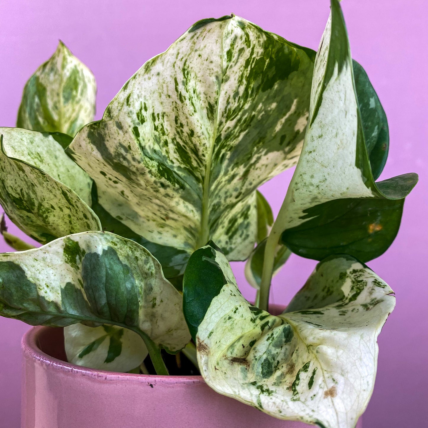 Pothos Happy Leaf