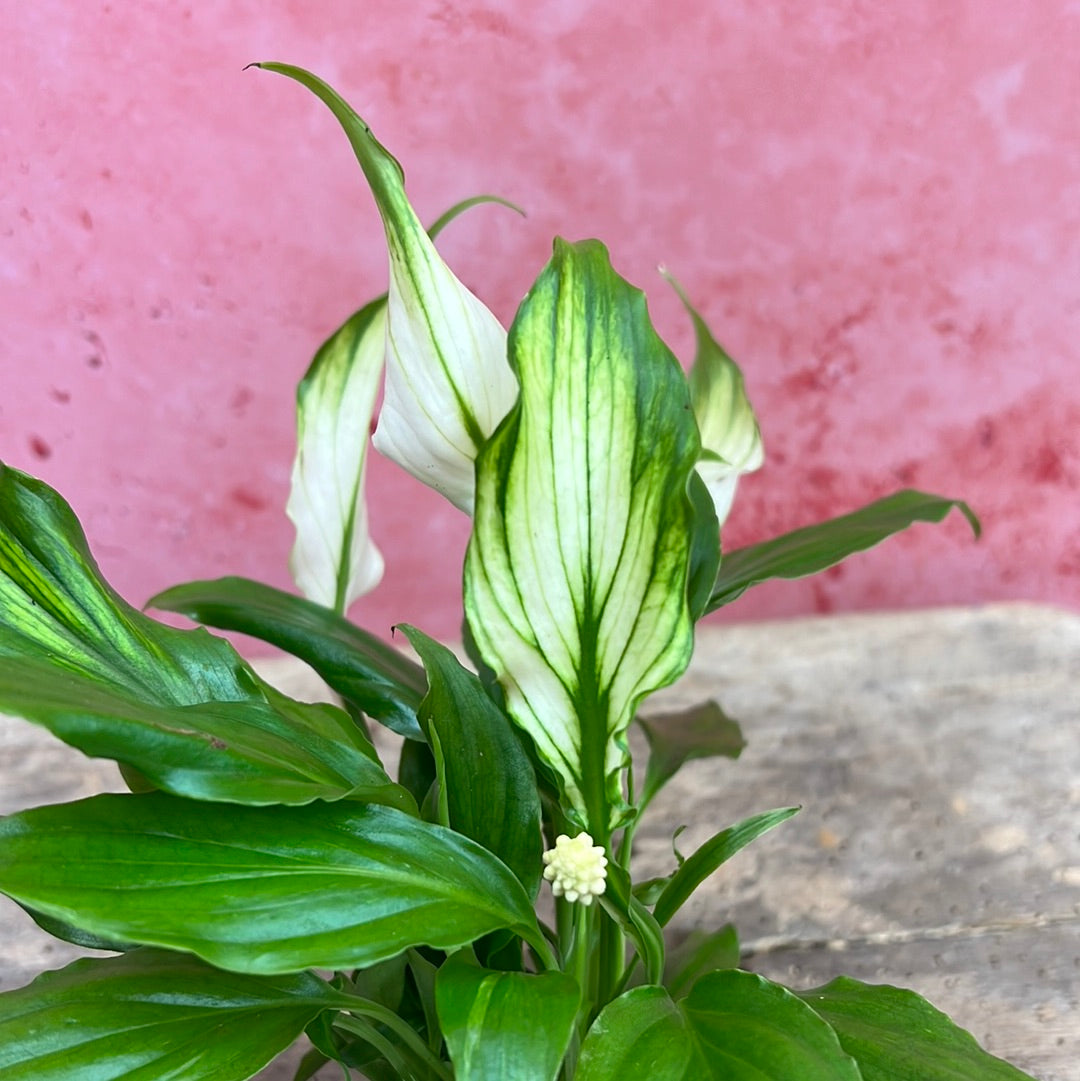 Peace Lily Mini