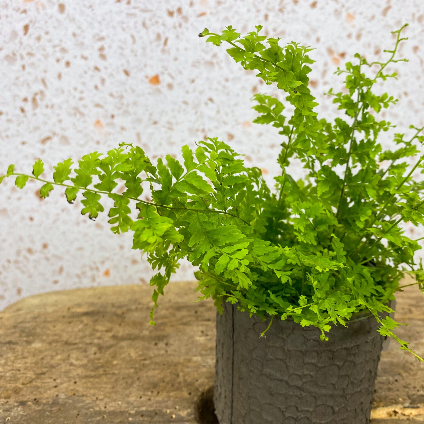 Mini Boston Fern