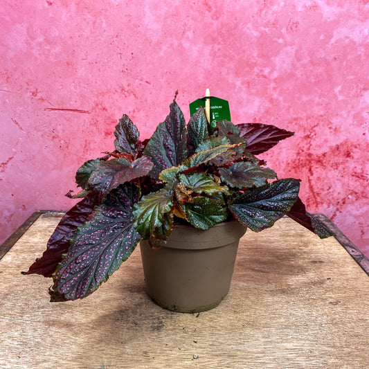 Begonia Pink Spotted Dot