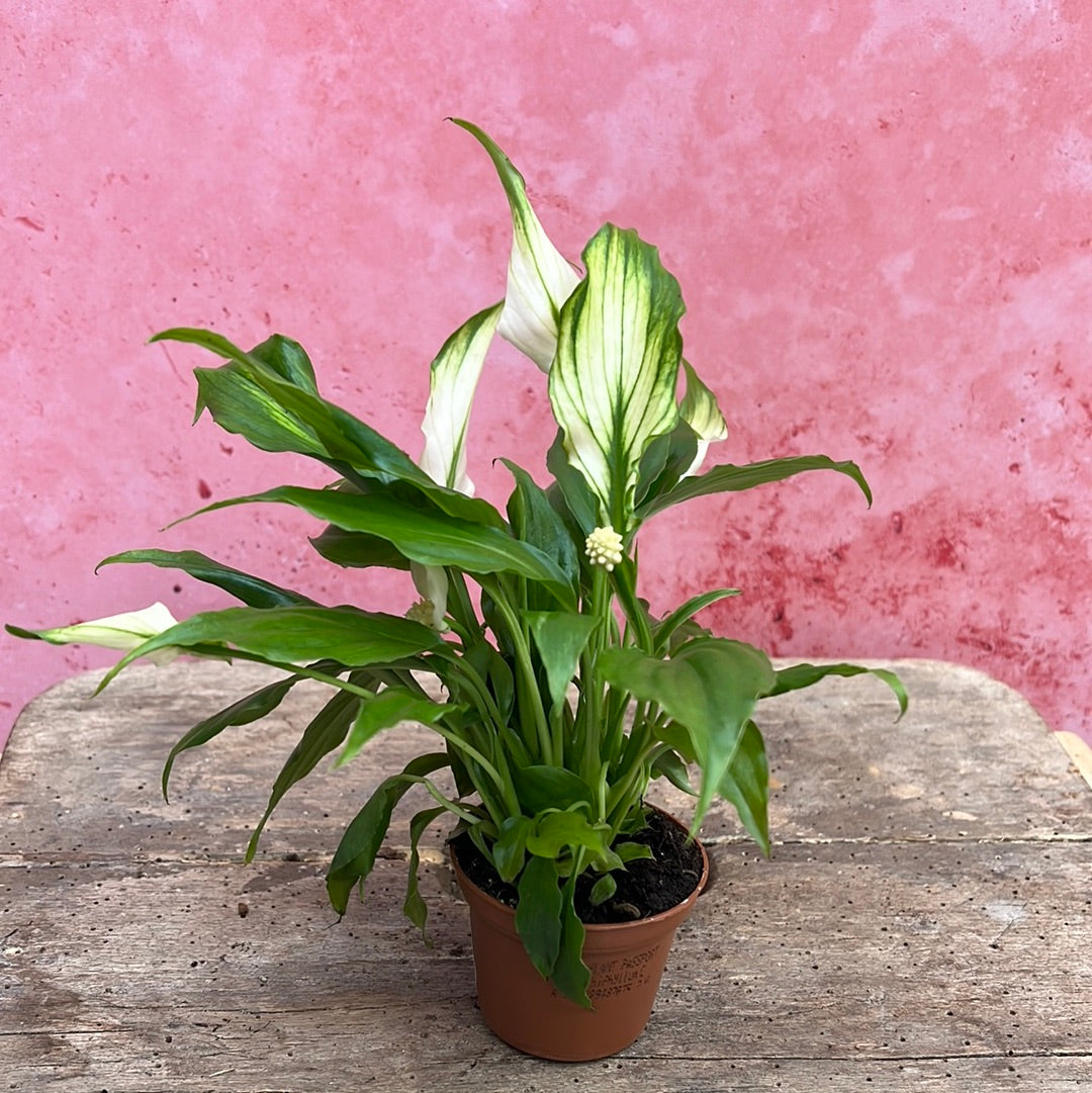 Peace Lily Mini