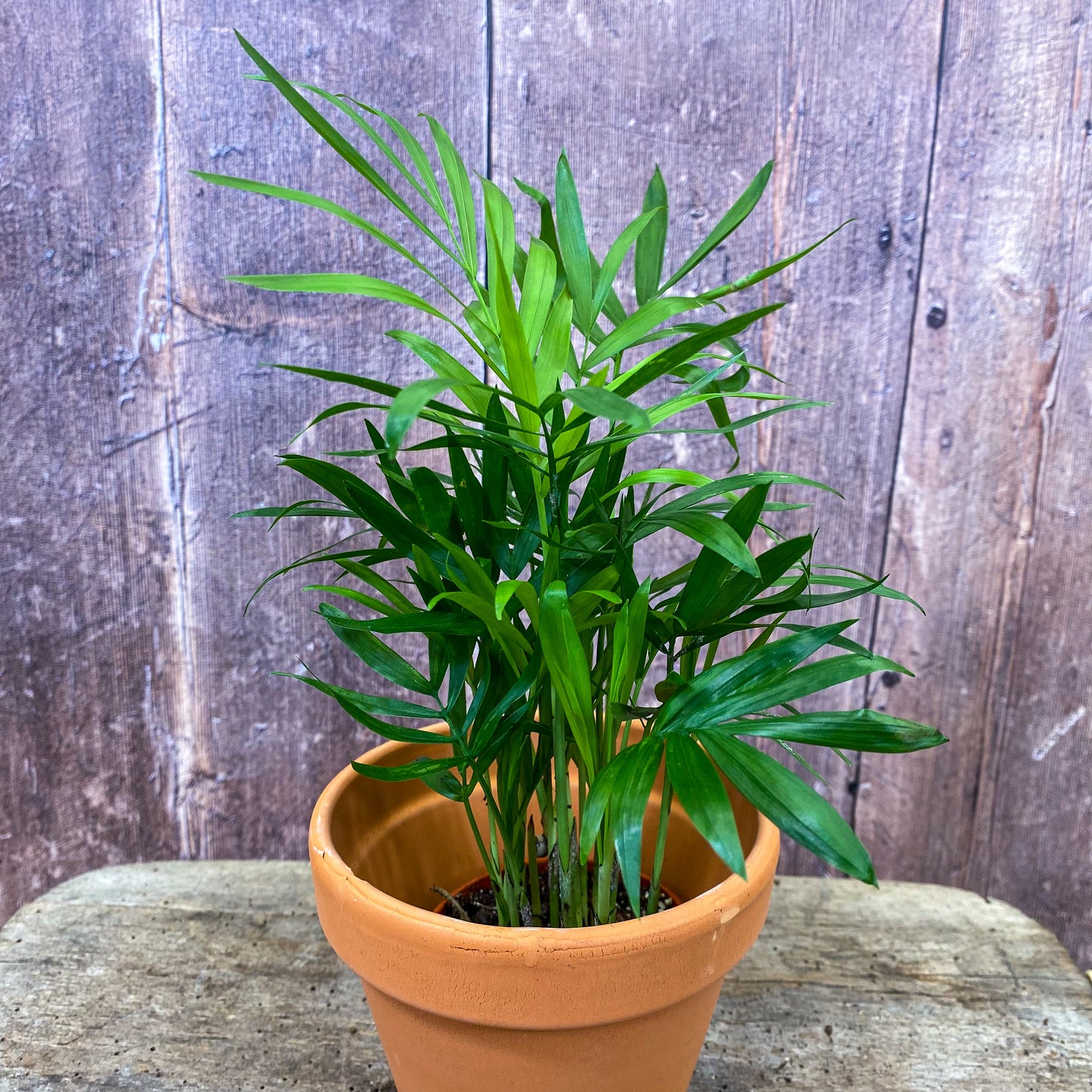 Parlour Palm