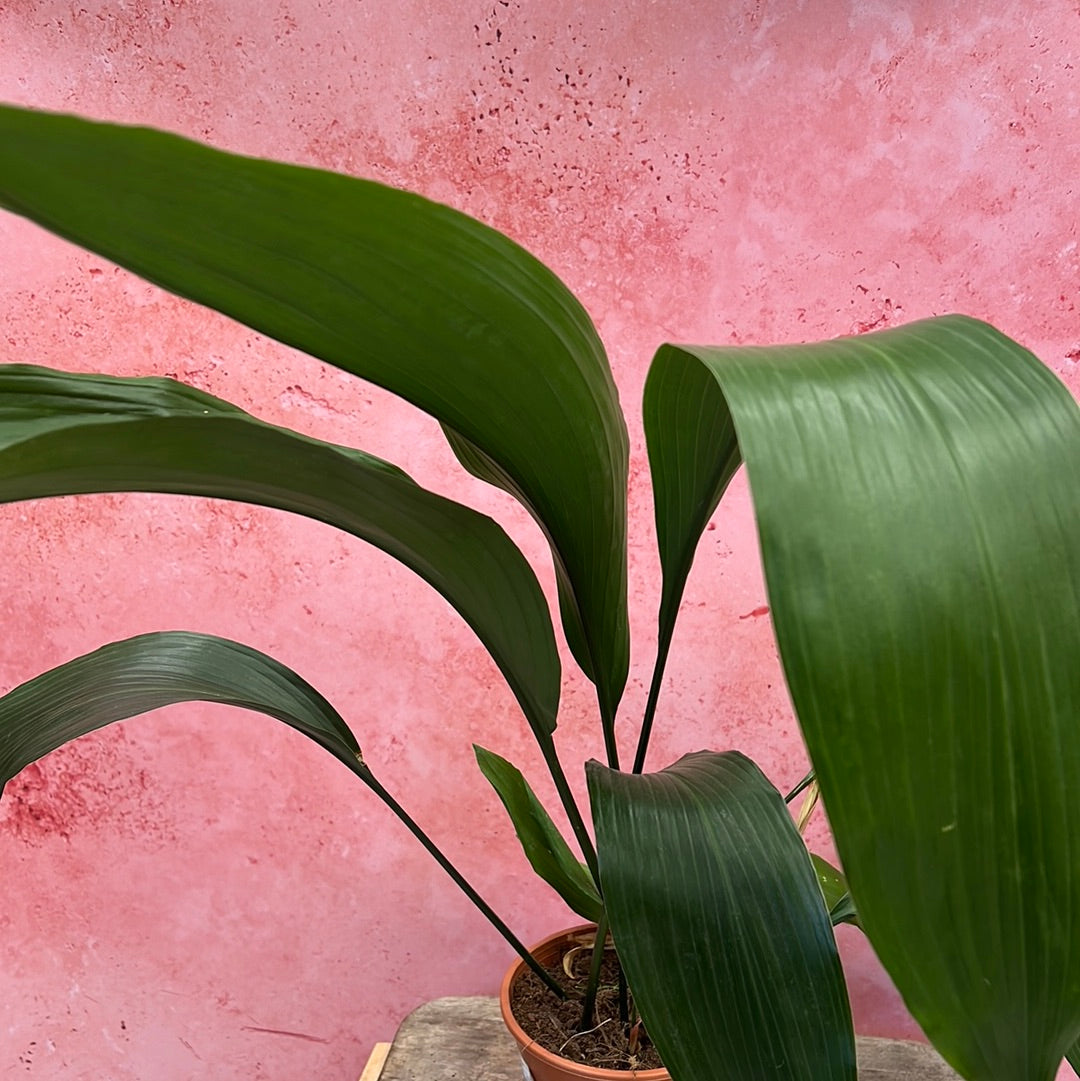 Aspidistra