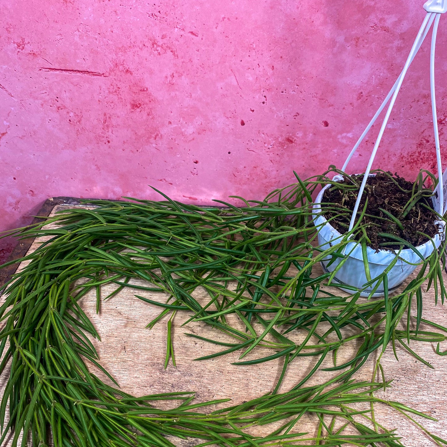 Hoya Linearis