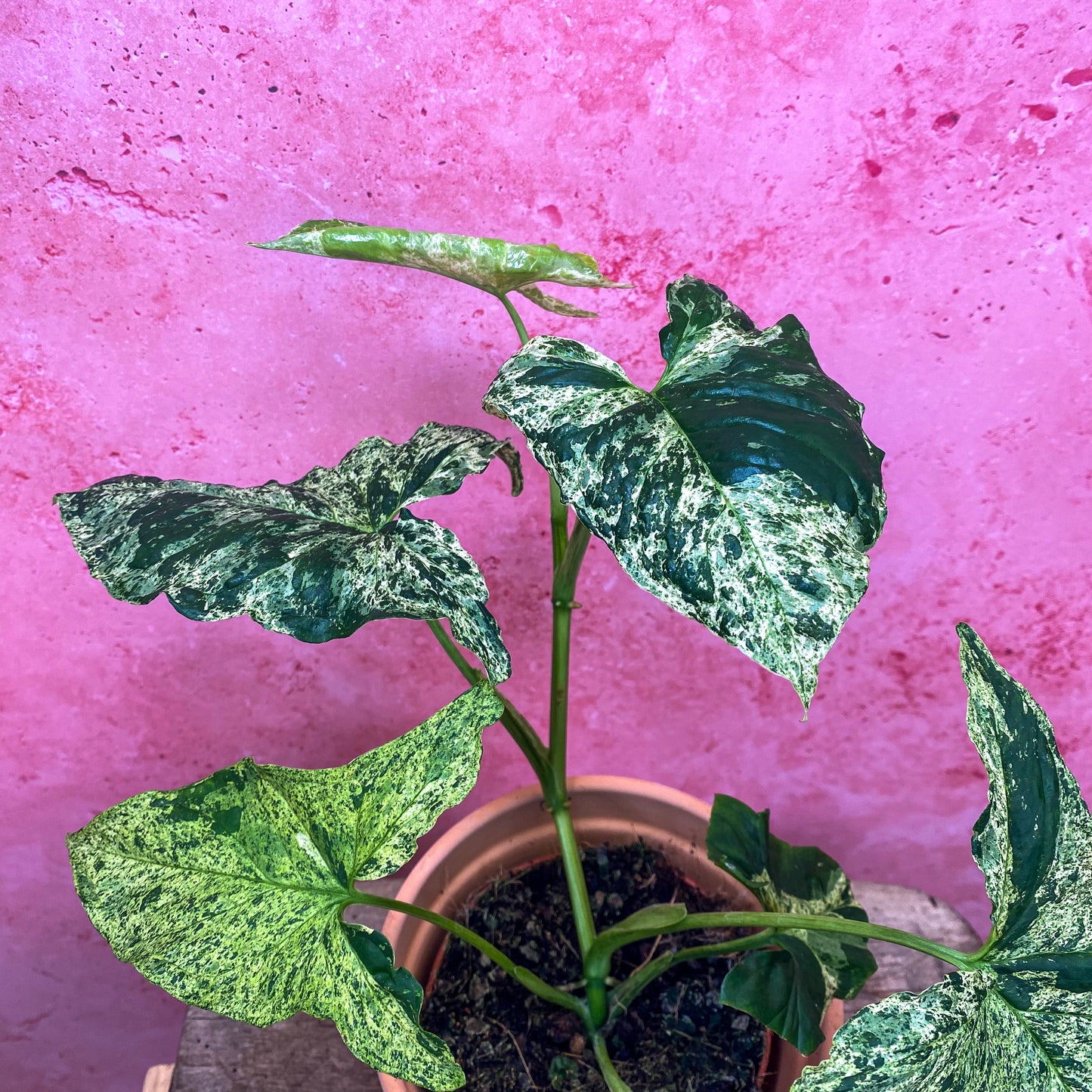 Syngonium Mojito