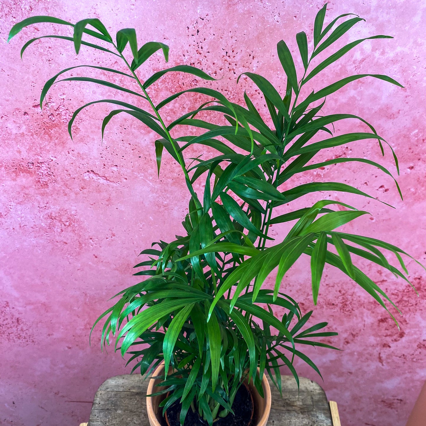 Parlour Palm