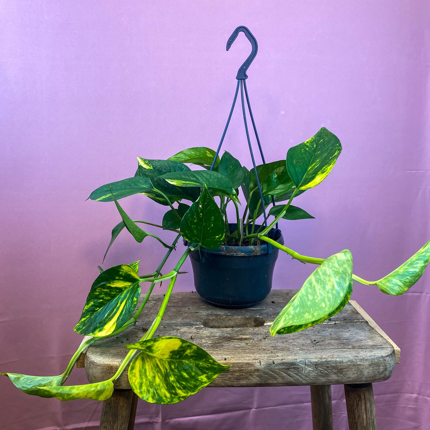 Hanging Devil's Ivy Pothos (Epipremnum Aureum)