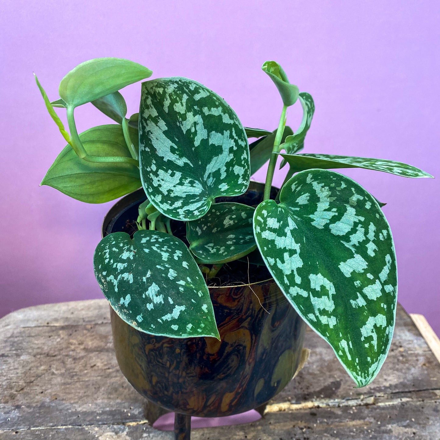 Satin Pothos (Scindapsus Pictus)