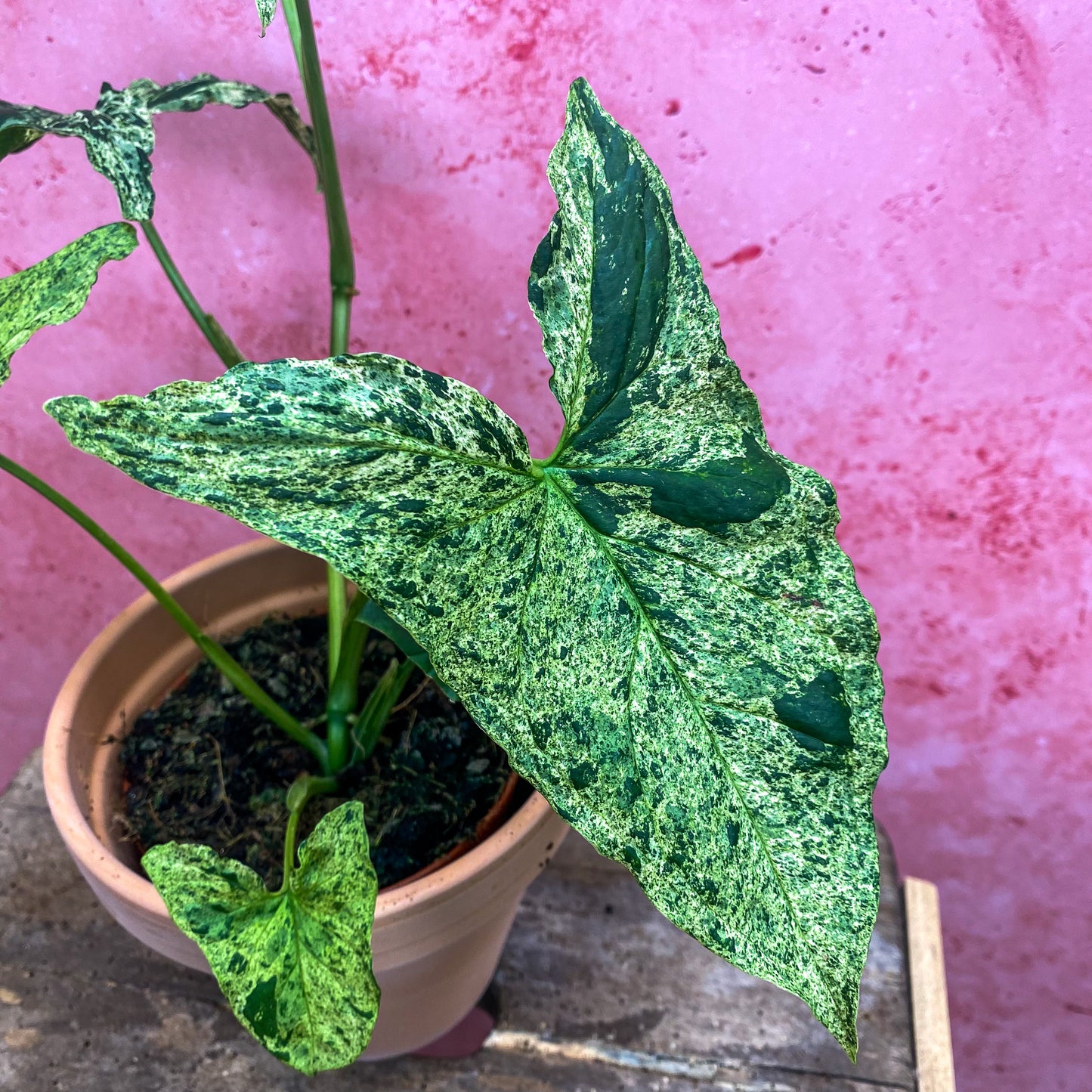 Syngonium Mojito