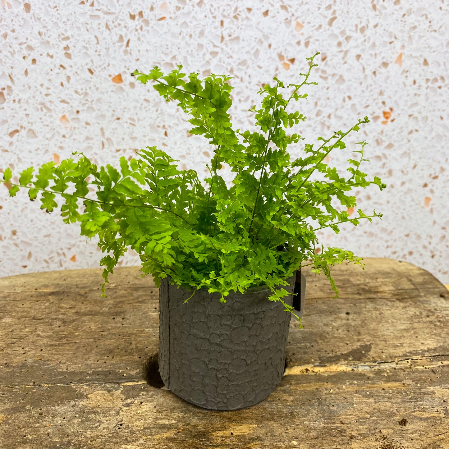 Mini Boston Fern