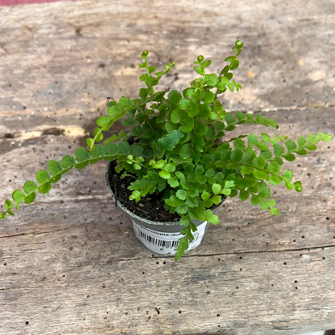 Fern Mini