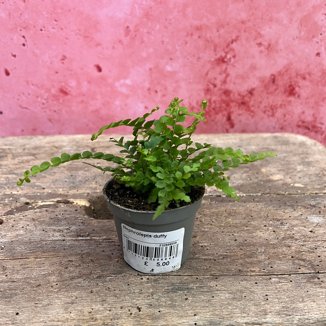 Fern Mini