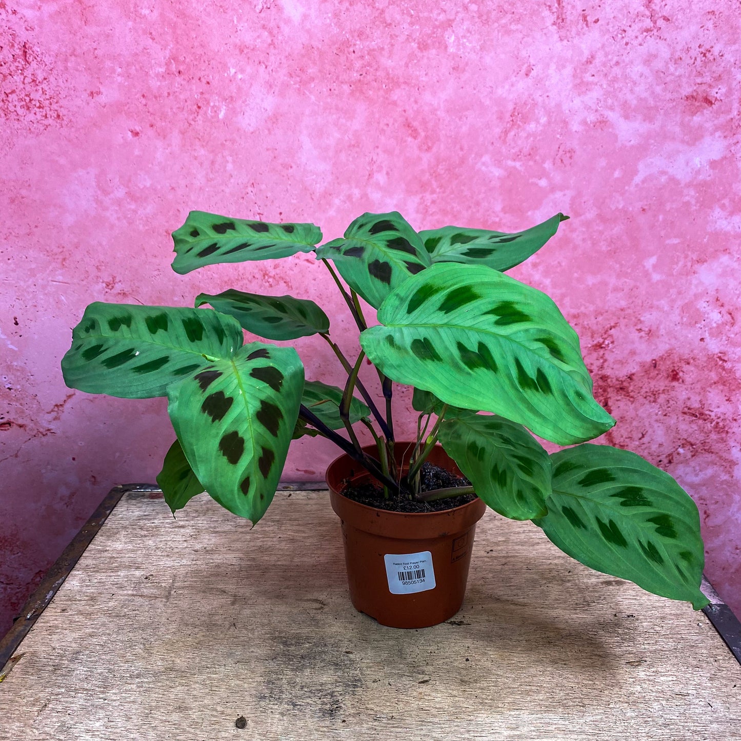 Rabbit Foot Prayer Plant (Maranta Kerchoveana)