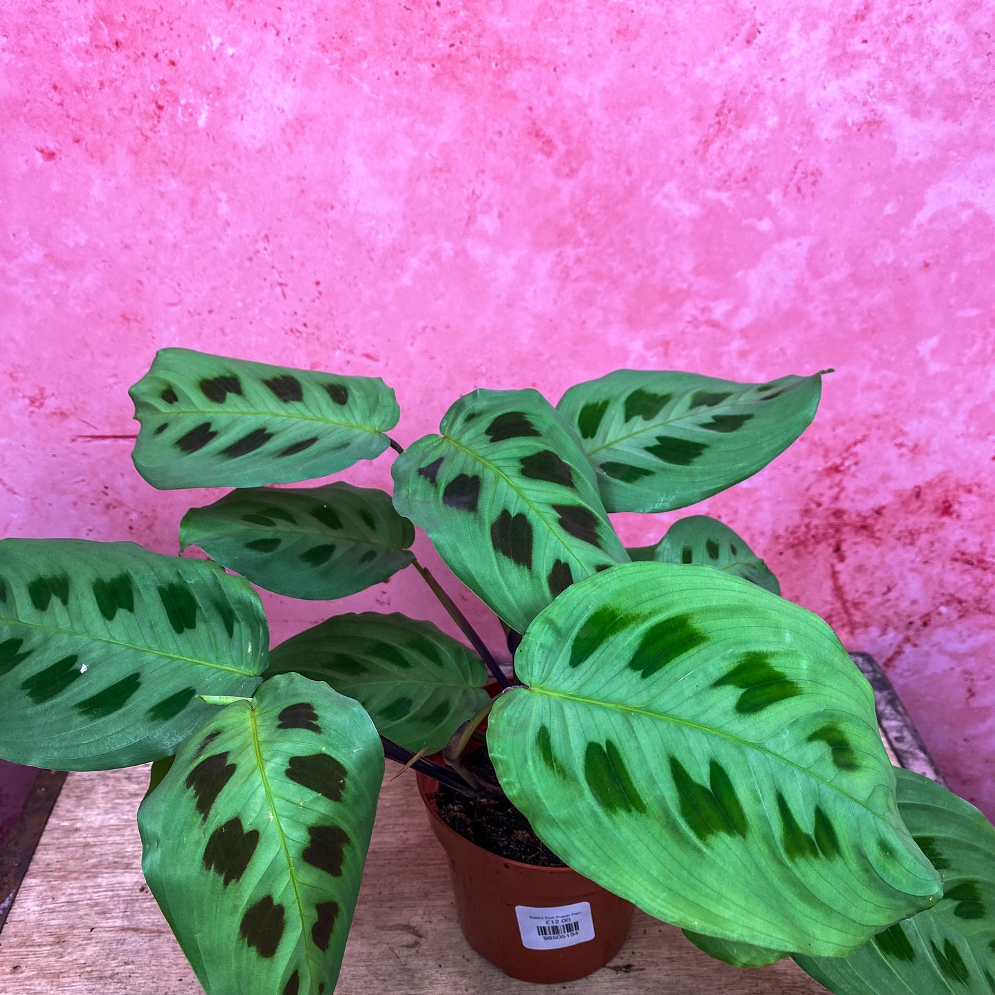 Rabbit Foot Prayer Plant (Maranta Kerchoveana)